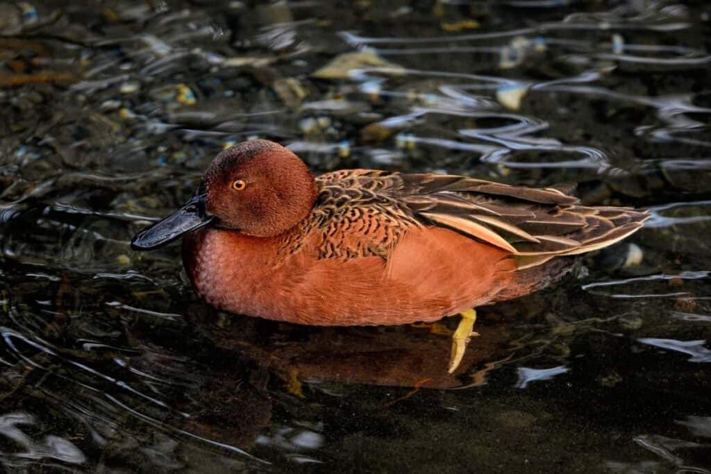 30 Species Of Ducks In North America Wildlife Informer