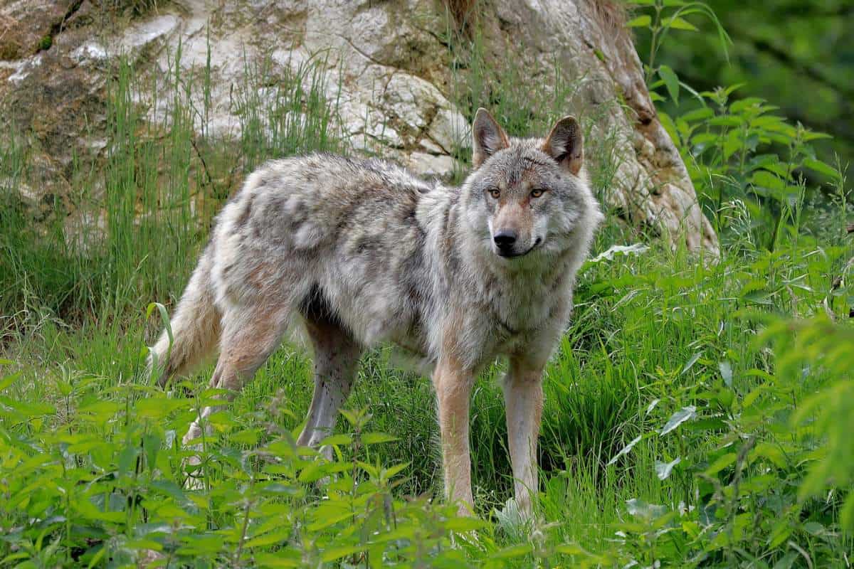 Gray Wolf Habitat Dens