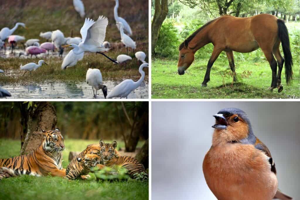 11 Behavioral Adaptations In Animals - Wildlife Informer