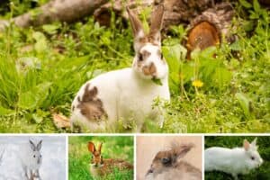 Types Of Rabbits In Minnesota 13 Types Of Rabbits (Examples w/ Pictures) - Wildlife Informer