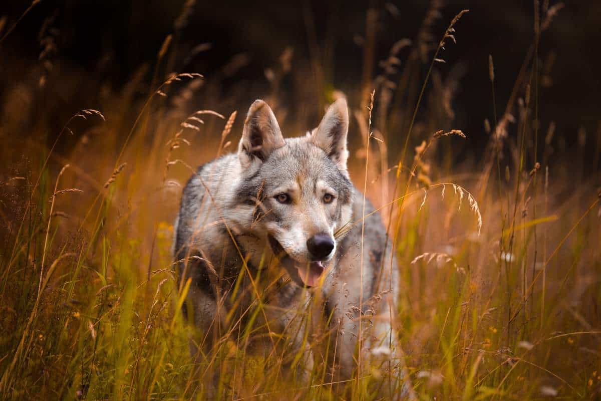 Red Wolf In The Wild 