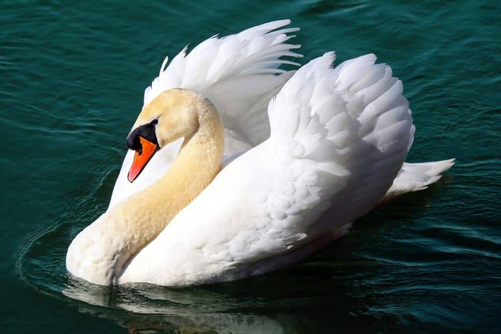 13 of the MOST Elegant Animals on Earth - Wildlife Informer