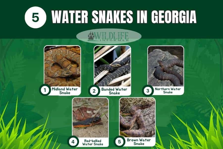 5 Water Snakes in (And 3 SemiAquatic) Wildlife Informer