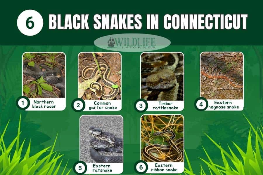 6 Types of Black Snakes in Connecticut (Pictures) Wildlife Informer