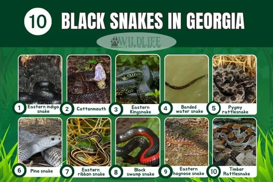 Collage photo black snakes in Georgia