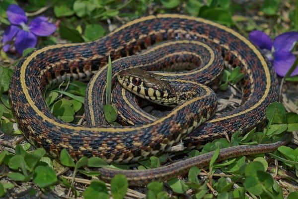 5 Species Of Garter Snakes In Texas Pictures Wildlife Informer 5 Species Of Garter Snakes In Texas Pictures Wildlife Informer