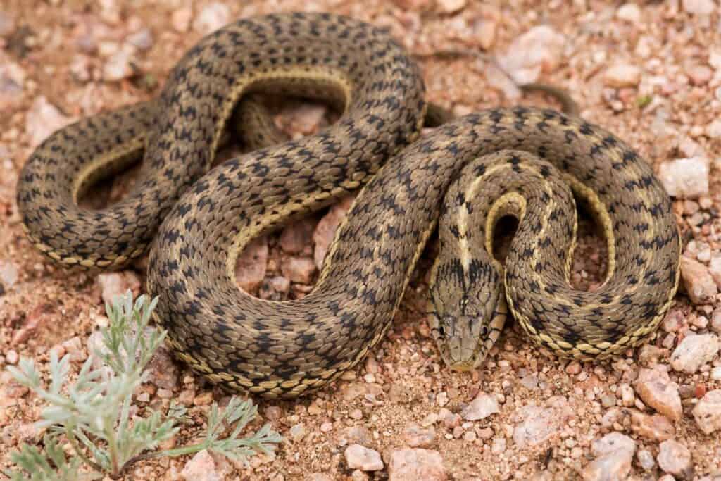 Are There Water Snakes in Wyoming? Wildlife Informer
