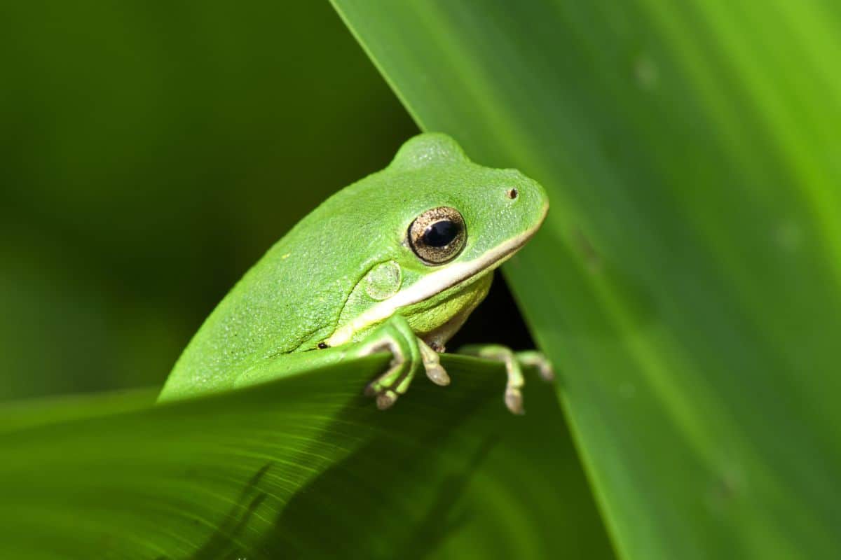 12 Types Of Green Frogs In Florida Pictures Wildlife Informer