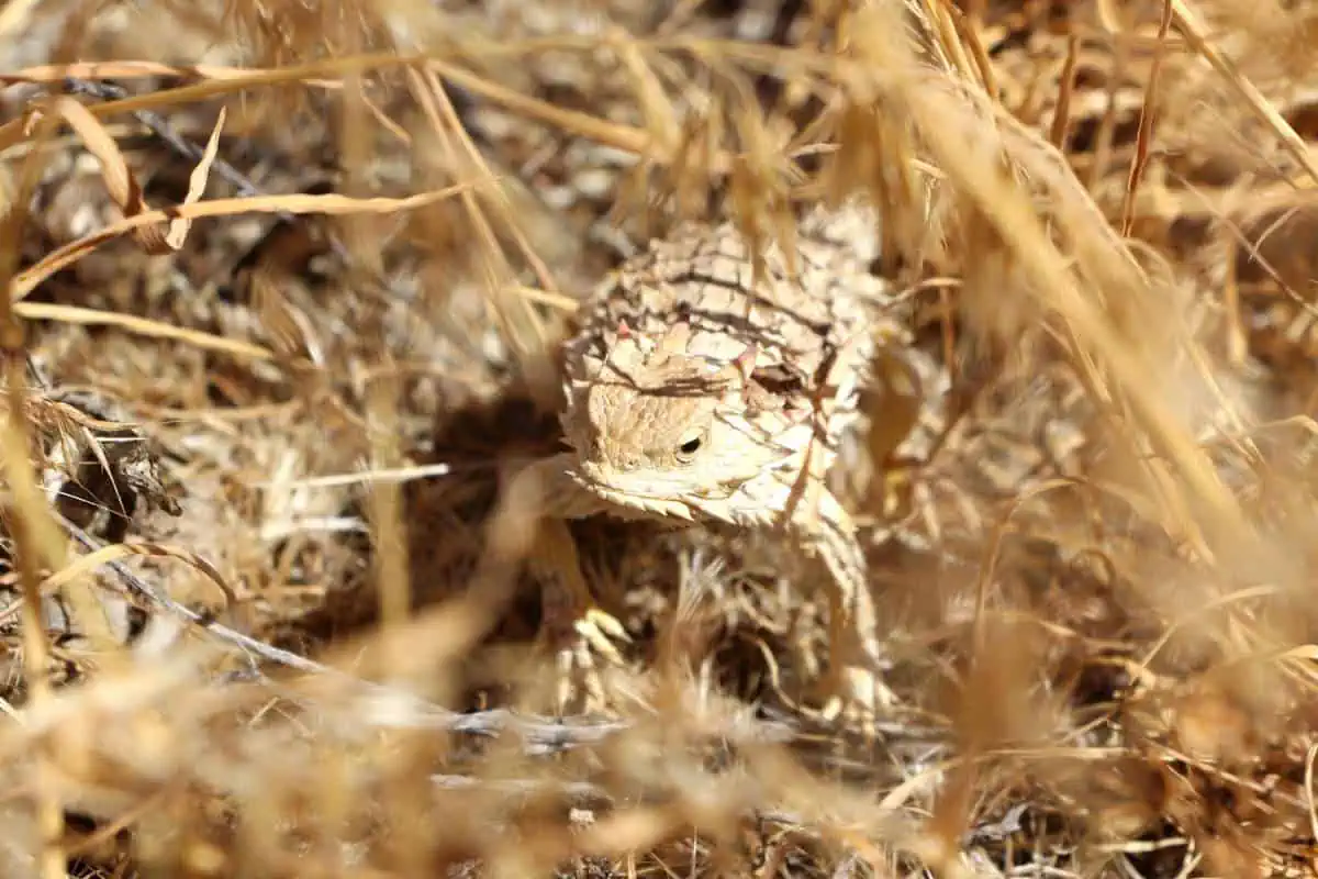 Blainville’s horned lizard