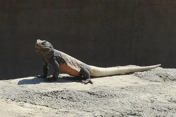 Common chuckwalla