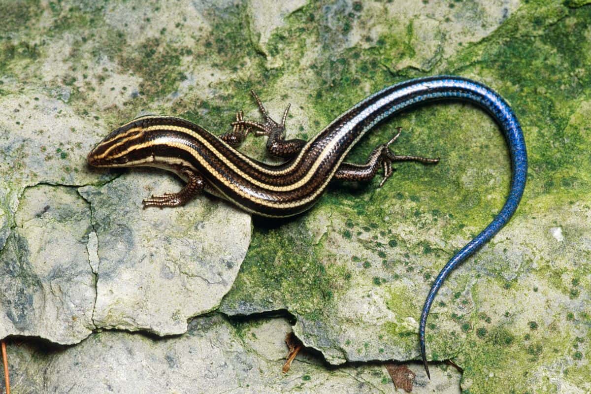 8 Species of Lizards in Tennessee (Pictures) - Wildlife Informer