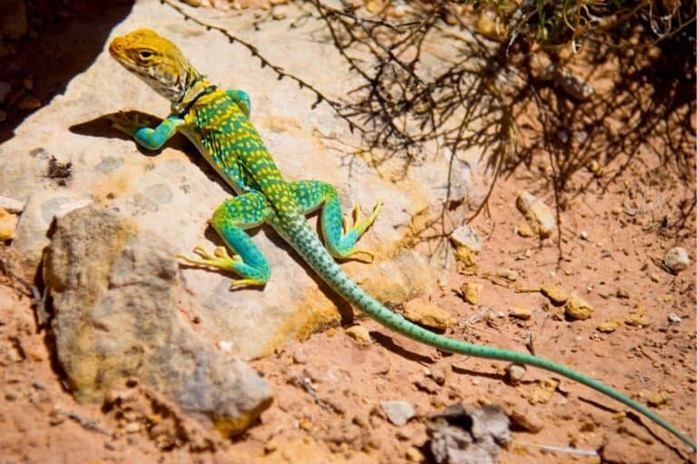 20 Species of Lizards in Texas (With Pictures) - Wildlife Informer