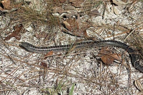 12 Types of Lizards in Virginia (Pictures) - Wildlife Informer