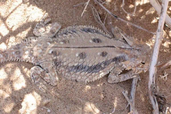 Flat-tailed horned lizard