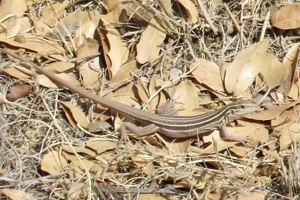 Giant spotted whiptail