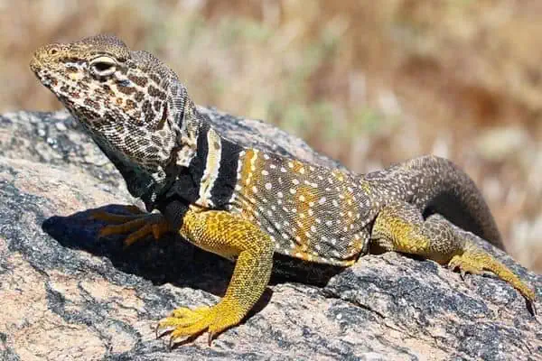 Great basin collared lizard