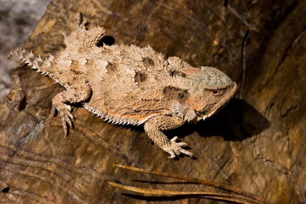 19 Species of Lizards in New Mexico - Wildlife Informer