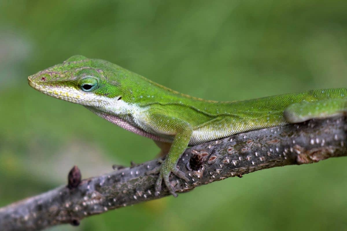 Small Green Lizards In Nc - Daune Eolande