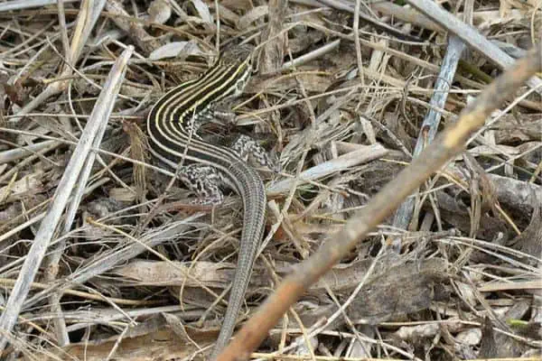 Laredo striped whiptail