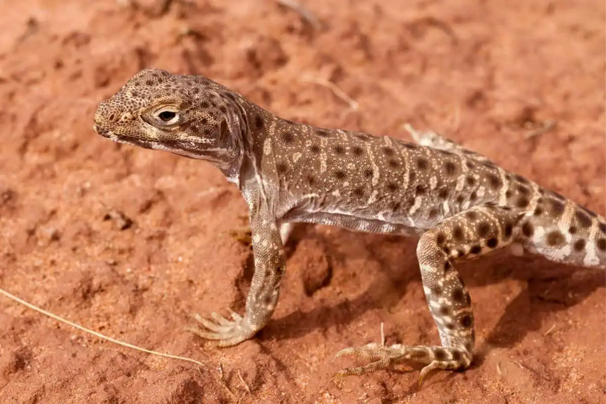 Long-nosed leopard lizard 