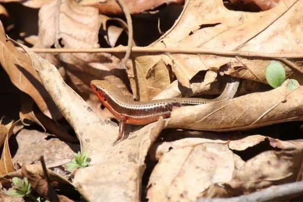 Northern coal skink