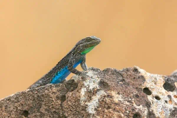 Ornate tree lizard