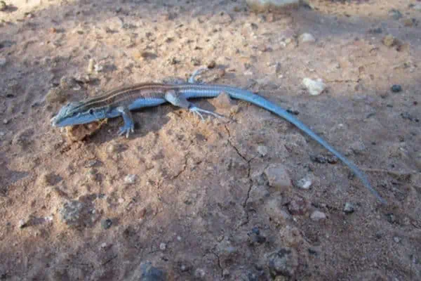 Pai striped whiptail