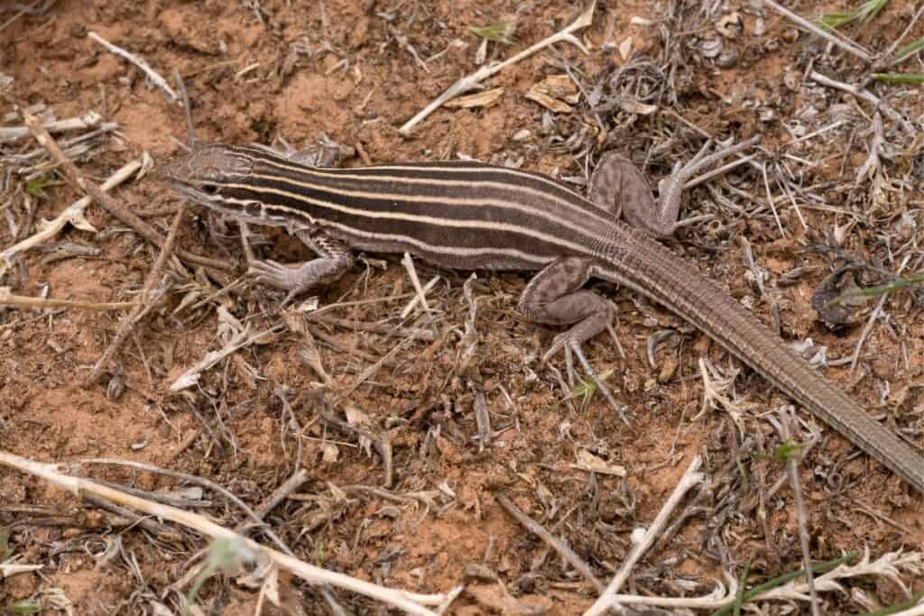 19 Species of Lizards in New Mexico Wildlife Informer