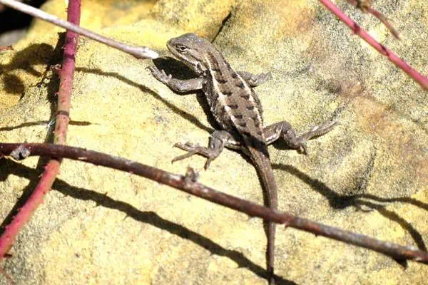 Prairie lizard on a big rock
