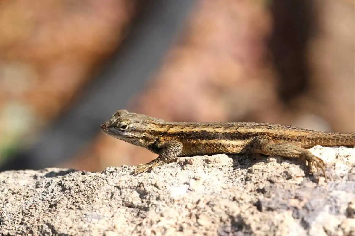Prairie lizard on a rock