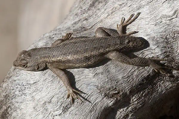 Slevin’s bunchgrass lizard 