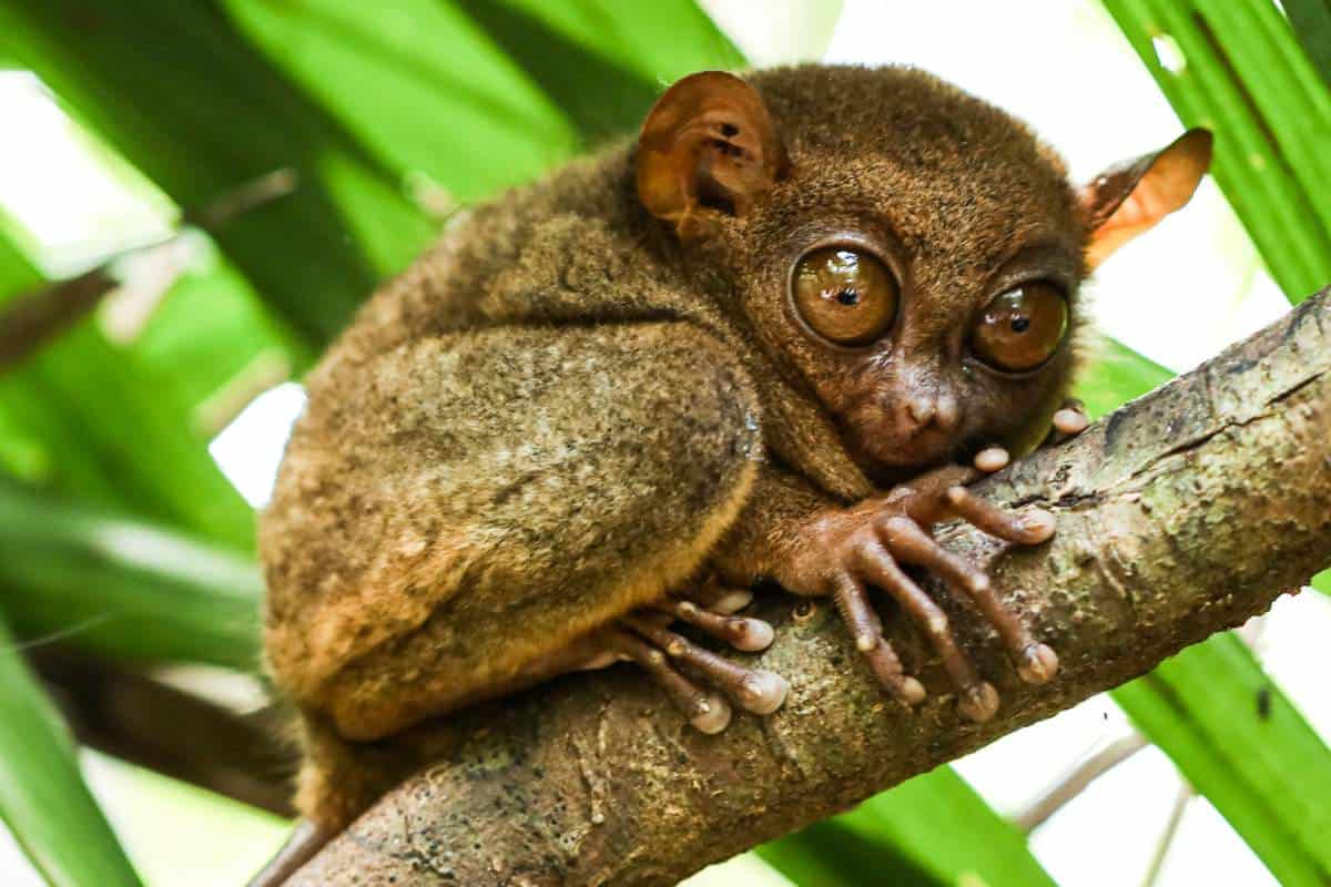 Wildlife In The Philippines 16 Notable Species Wildlife Informer