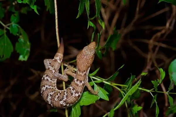 Texas alligator lizard