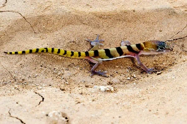 Tucson banded gecko