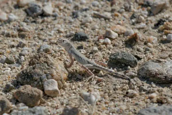 Western zebra-tailed lizard