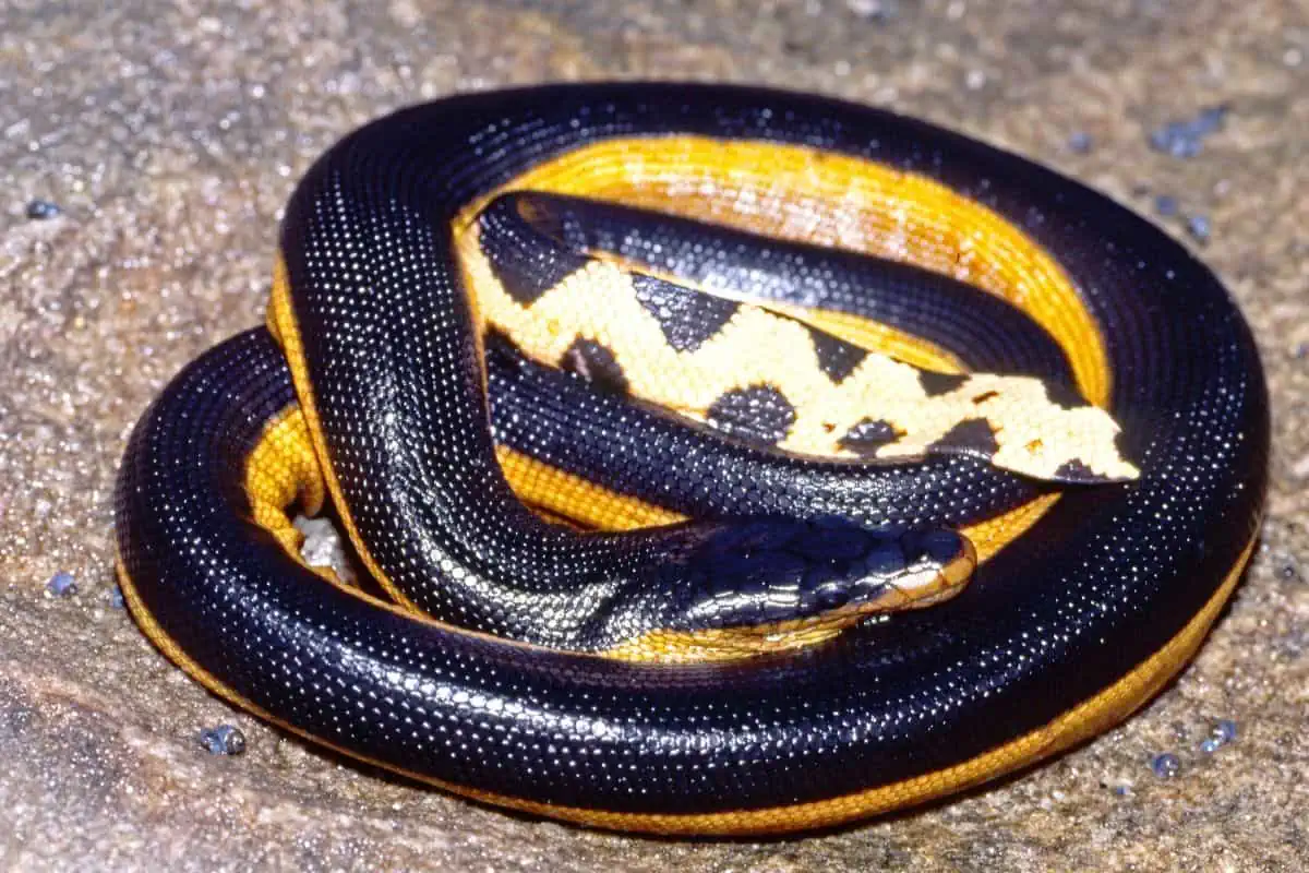 Yellow-bellied sea snake coiled