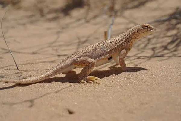 Yuma desert fringe toed lizard