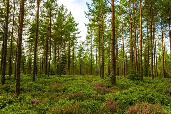 5 Types Of Forest Ecosystems With Pictures Wildlife Informer