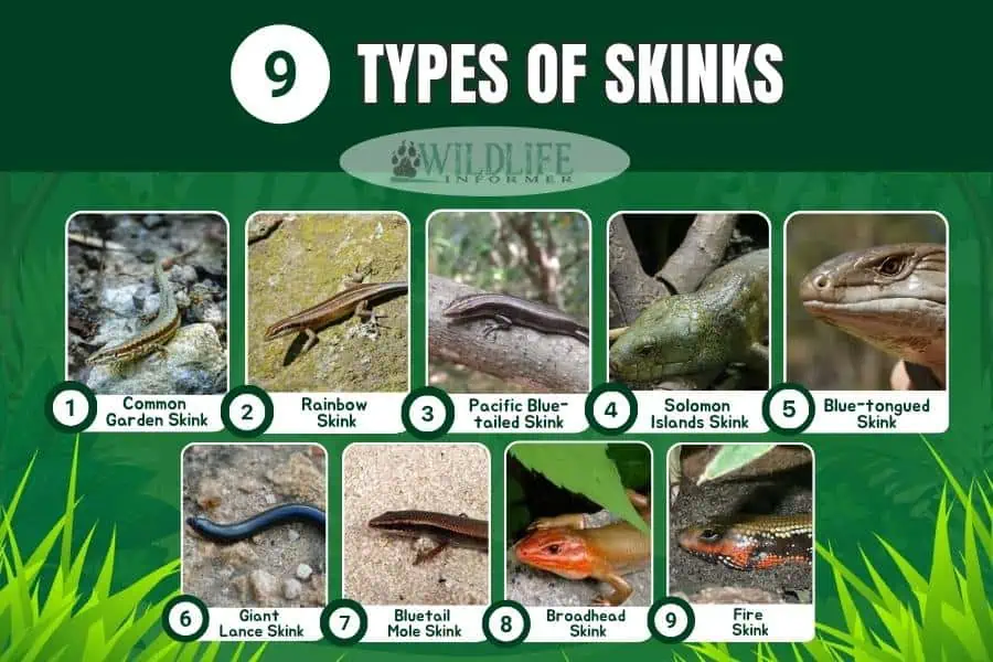 9 Types of Skinks (Pictures & Interesting Facts) Wildlife Informer