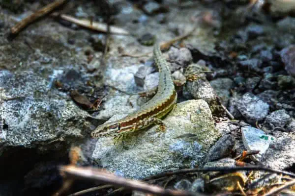 Common garden skink