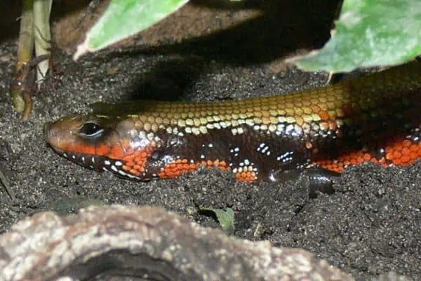 Fire skink