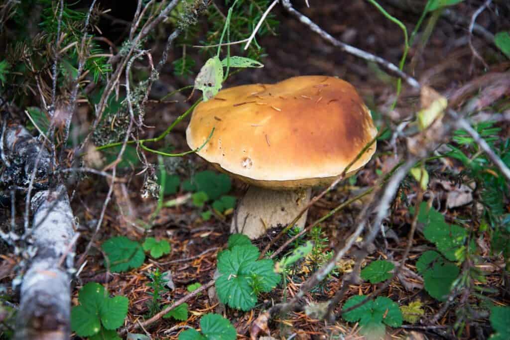 12 Types of Mushrooms in Pennsylvania Wildlife Informer