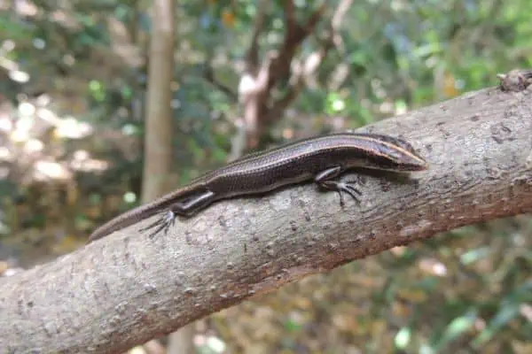 Pacific blue-tailed skink