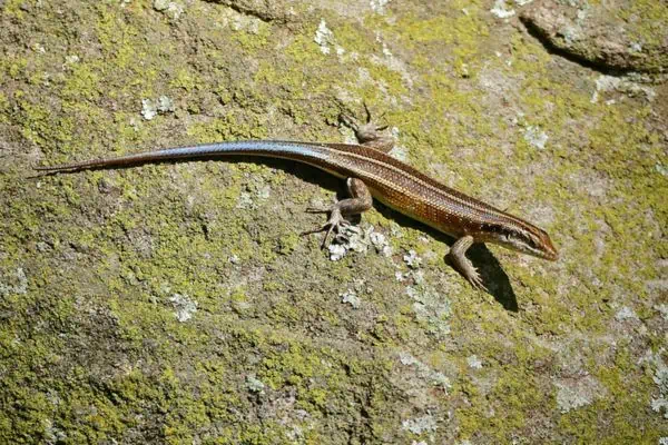 Rainbow skink