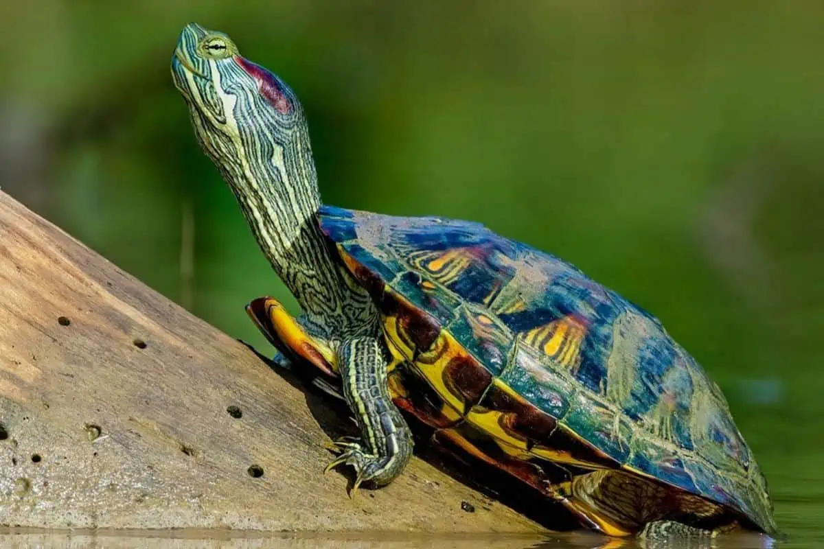Rear-eared slider crawling