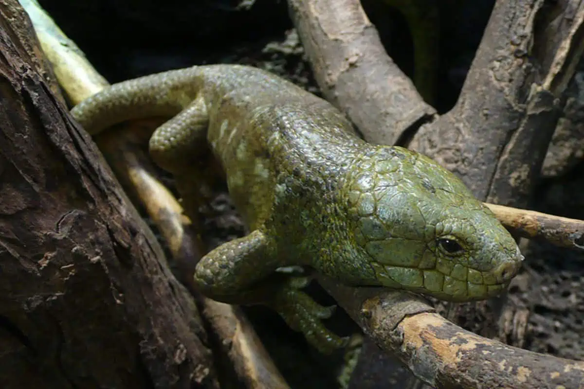 Solomon islands skink