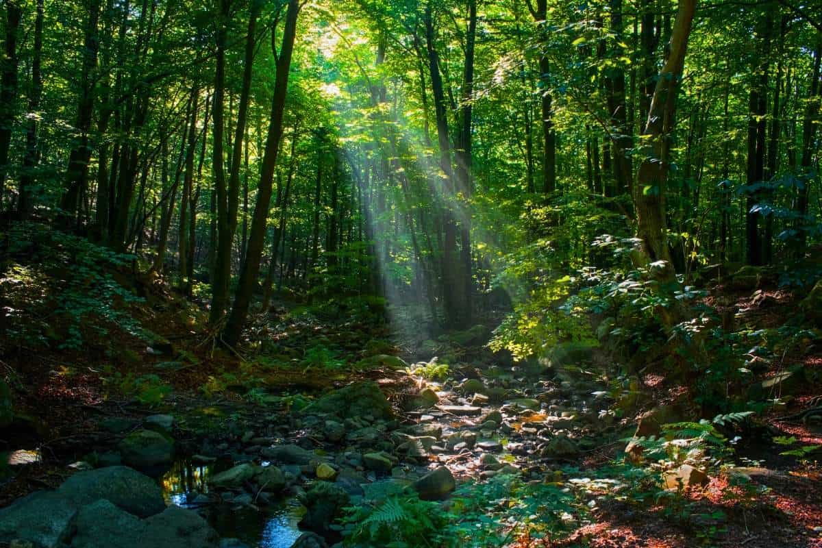 5 Types Of Forest Ecosystems With Pictures Wildlife Informer 5 Types Of Forest Ecosystems With Pictures Wildlife Informer