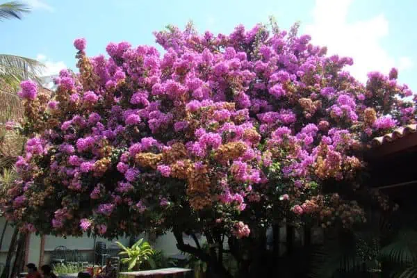 Bougainvillea
