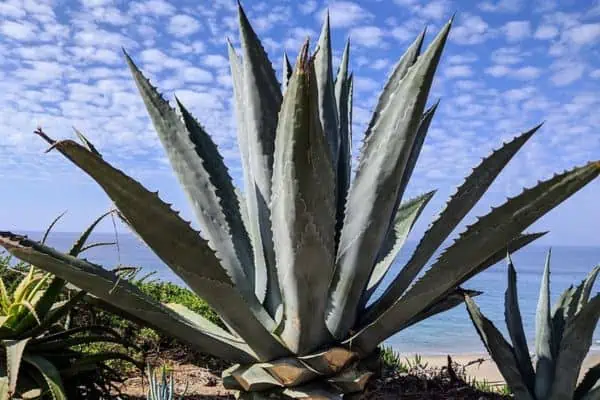 Century plant