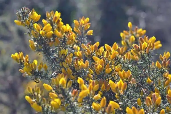 Common gorse 